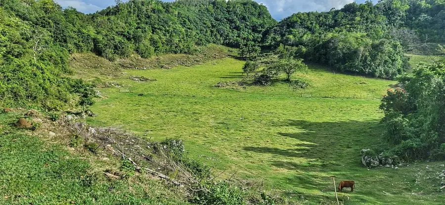 Carr 626 Bo Calichoza, Arecibo, PR 00613 - #2