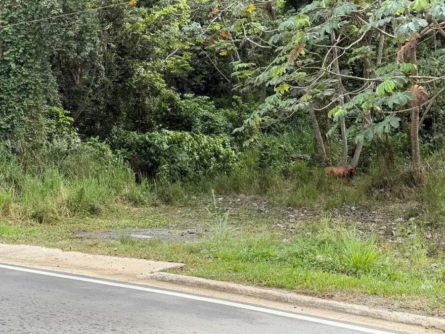 RD 978 KM 2.7 Chupacallos Wd, Ceiba, PR 00735 - #2