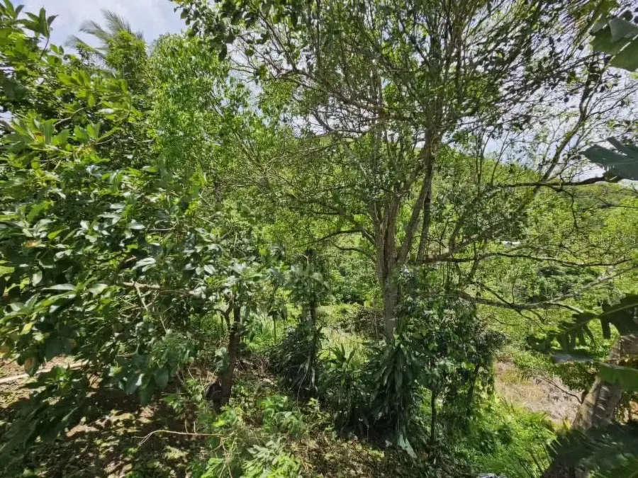 7730 km02 Honduras, Cidra, PR 00739 - #3