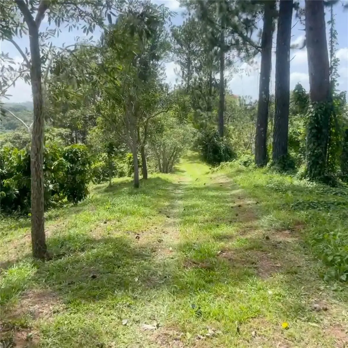 SOLAR 37 Bo Fronton, Ciales, PR 00638 - #1