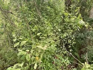 Sweetwater Trail, Kissimmee, FL 34747 - #1