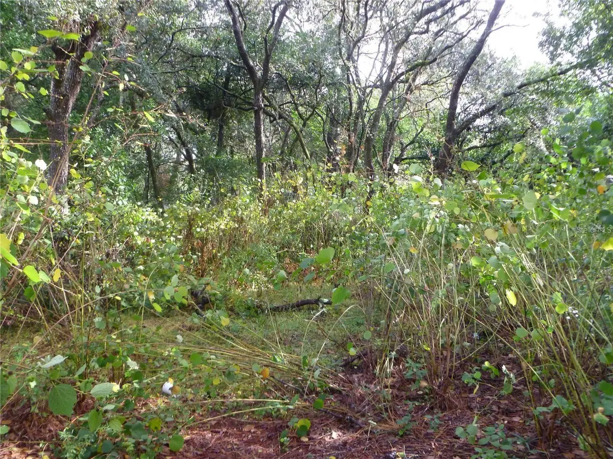 10024 Oana Street, New Port Richey, FL 34654 - #1