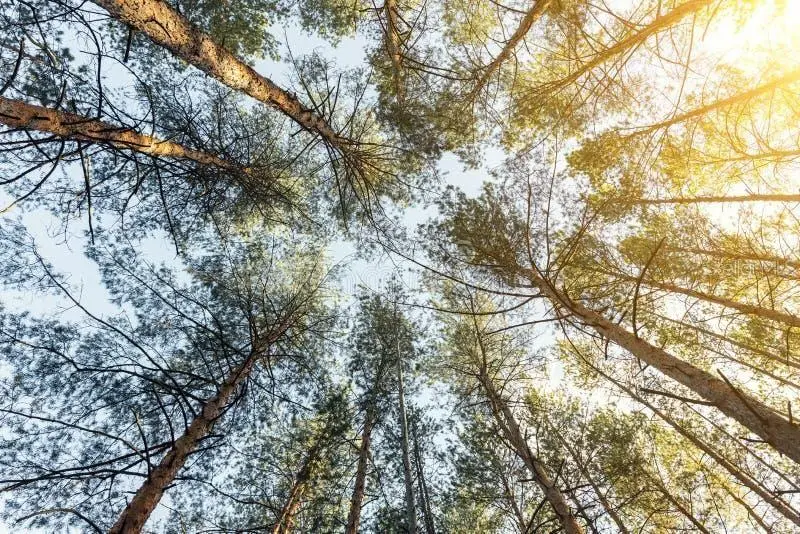 107 Japonica Avenue, Indian Lake Estates, FL 33855 - Image #1