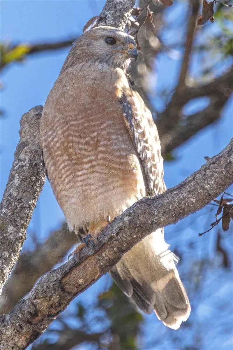 4539 Cobb Road, Land O Lakes, FL 34638 - Image #3