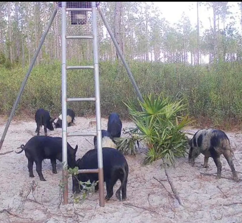 Clyatt Road, Chiefland, FL 32626 - #3