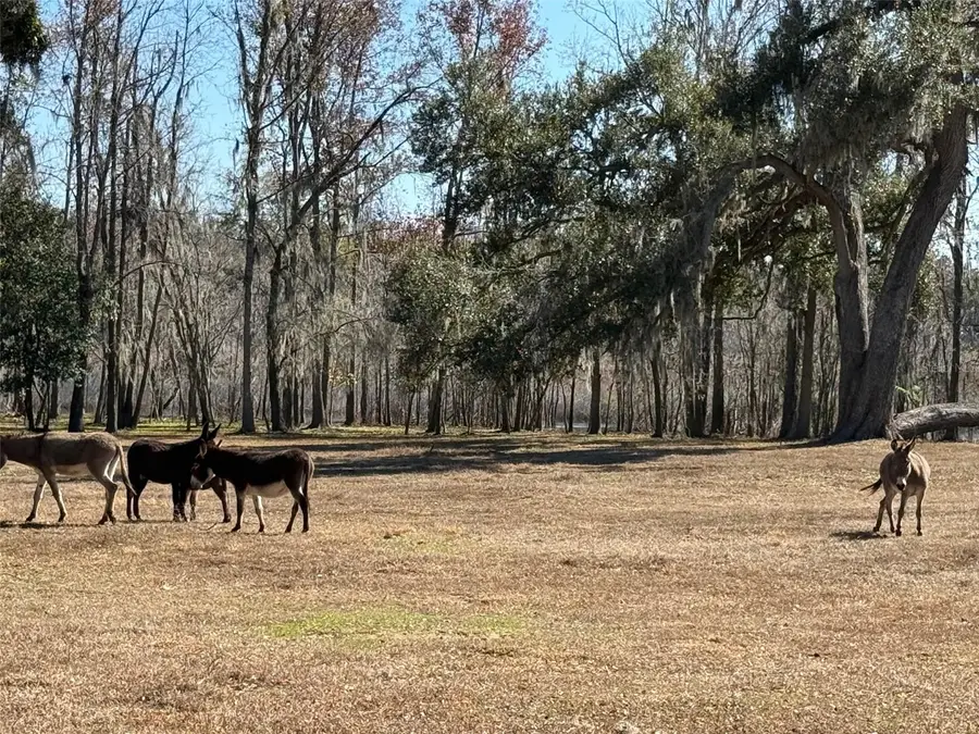 37214 Hester Road, Dade City, FL 33525 - Image #2