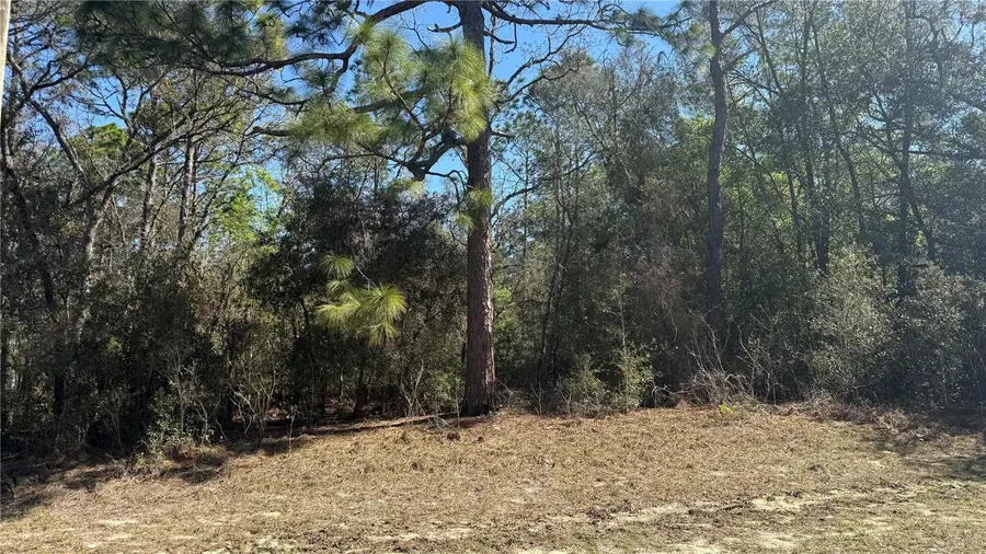 9119 N Alpinia Drive, Citrus Springs, FL 34434 - #3