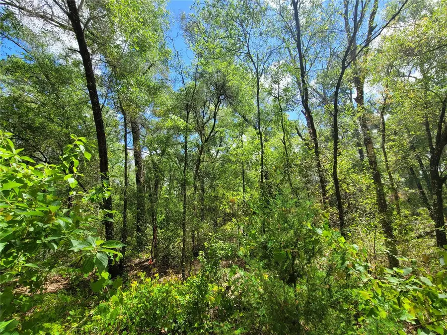 910 Ferncreek Avenue, Inverness, FL 34453 - #3