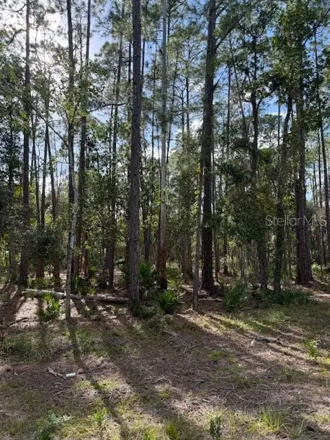 207 Ocala Court, Georgetown, FL 32139 - #1
