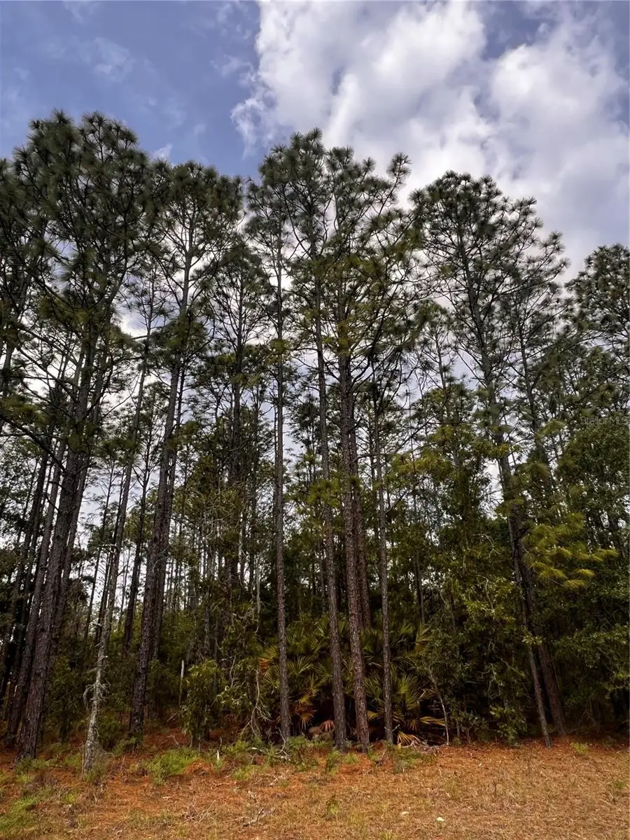 7095 N Foxdale Drive, Citrus Springs, FL 34434 - #3