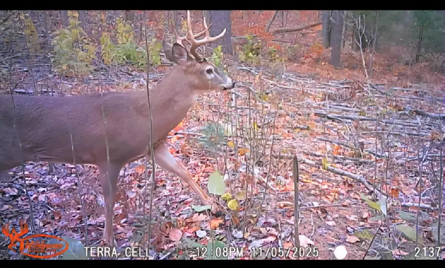 V/l E 22 3/4 Rd, Manton, MI 49663 - Image #3