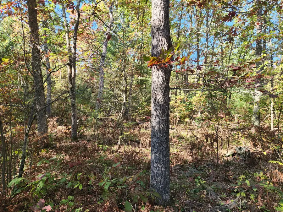 259 S Baker Road, Wellston, MI 49689 - Image #3