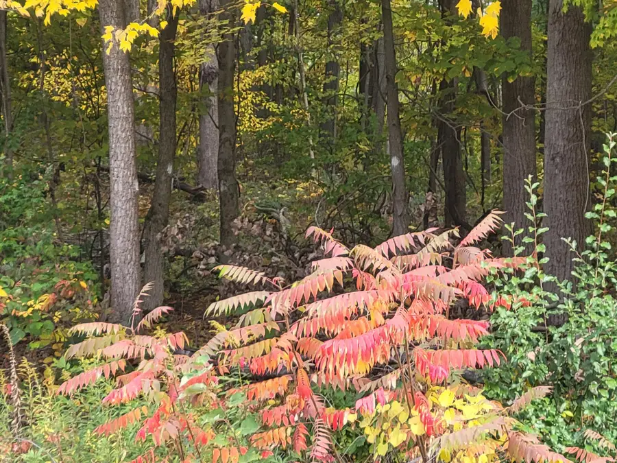 74066 Ridgeway Drive, Lawton, MI 49065 - Image #2