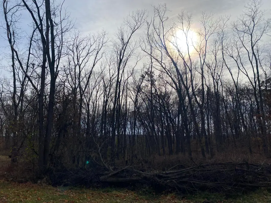 1273 E Bridge Street, Lyons, MI 48851 - Image #3