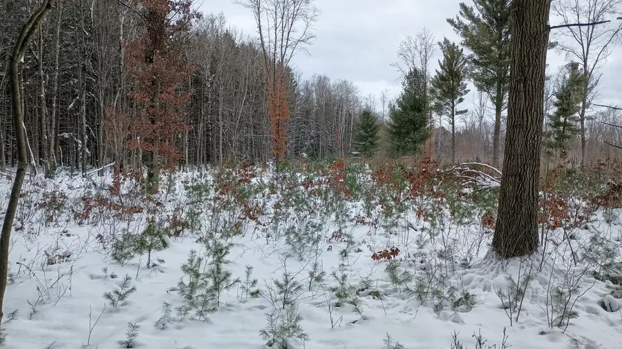 V/L 118A Townline Road, Free Soil, MI 49411 - Image #3