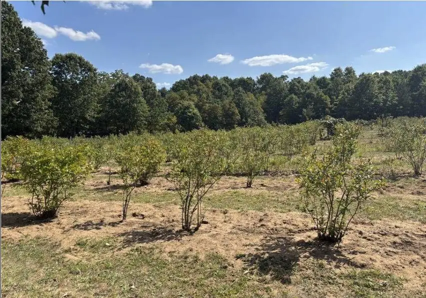 80380 42nd Street, Decatur, MI 49045 - Image #3