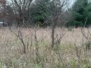 Mason Drive, Newaygo, MI 49337 - Image #2