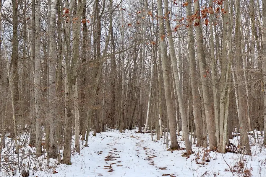 W Dana Rd Road, Coleman, MI 48618 - Image #3