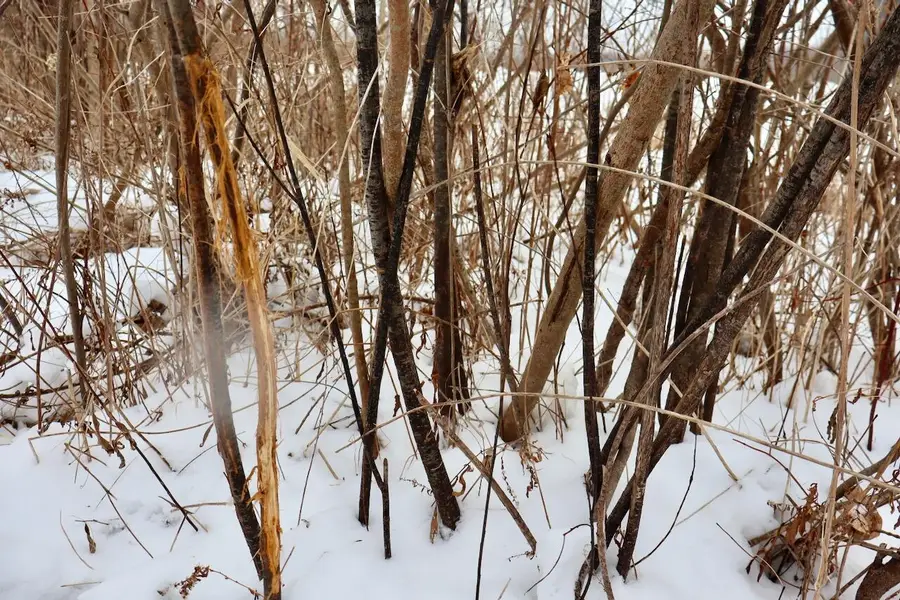 S Santiago Road, Au Gres, MI 48703 - Image #2