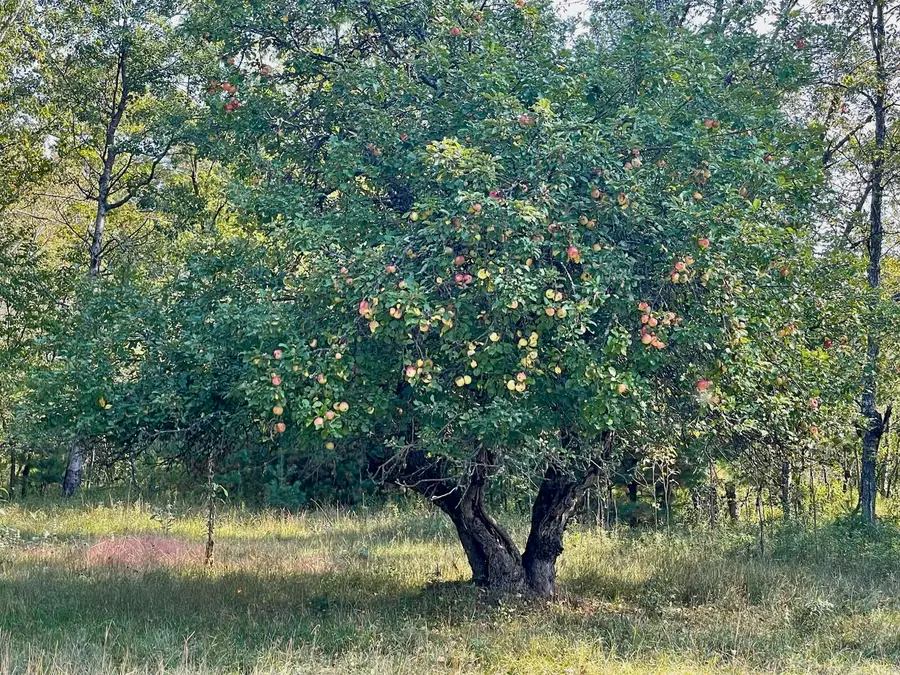 10652 N River Road #D, Irons, MI 49644 - Image #3