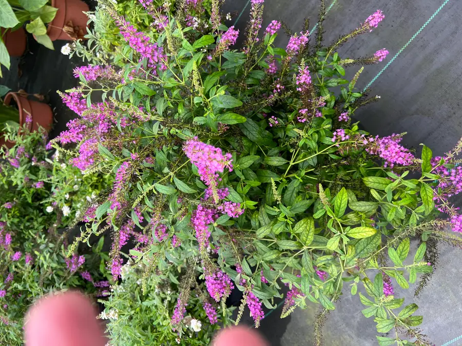 19529 Kluver Road, New Buffalo, MI 49117 - Image #3