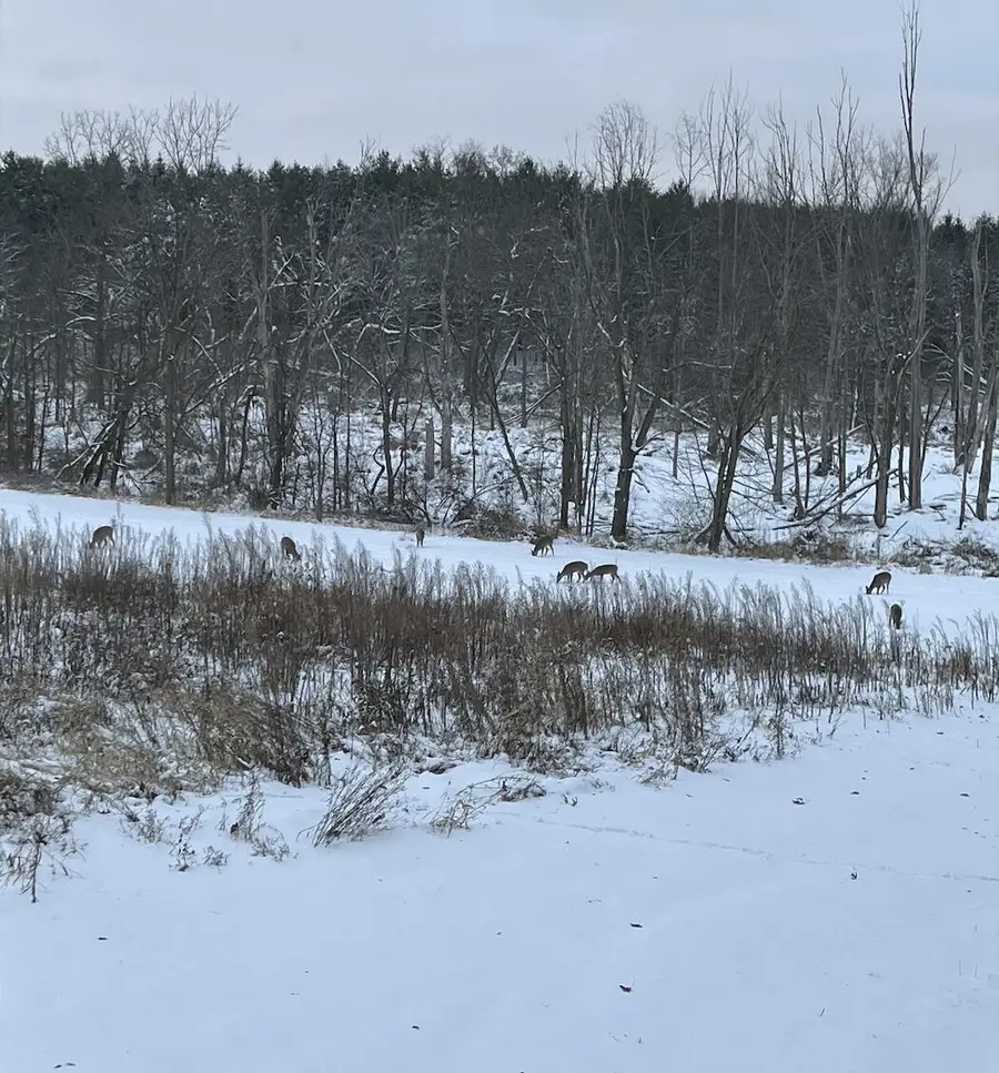 5111 Reading Road E, Osseo, MI 49266 - Image #3