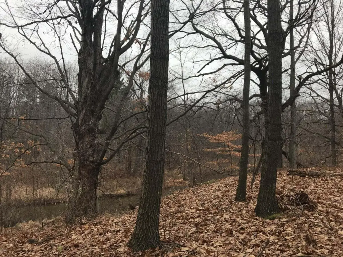 12923 Riverview Drive, Gowen, MI 49326 - #1