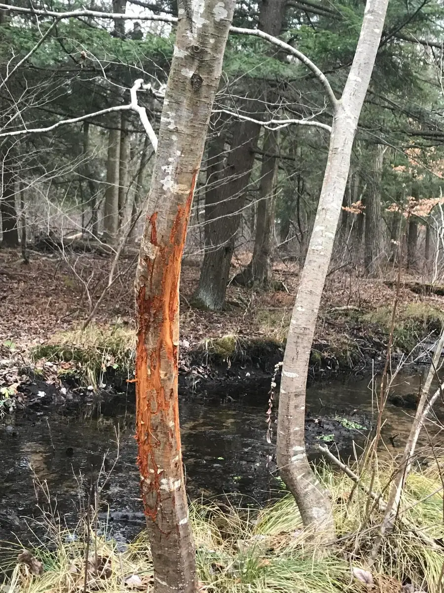 02533 53rd Street, Grand Junction, MI 49056 - #2