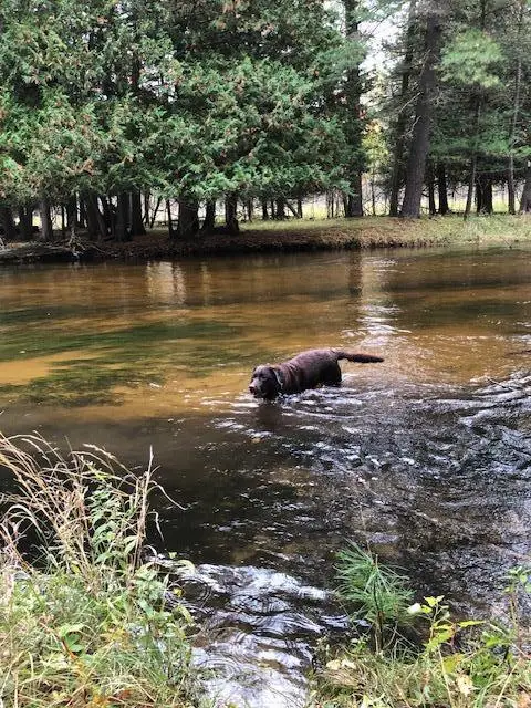 9240 W River Road, Irons, MI 49644 - #3