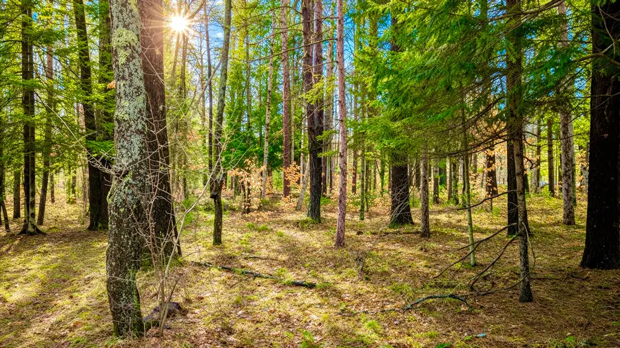 3194 N Warfield Road, Harrietta, MI 49638 - #3