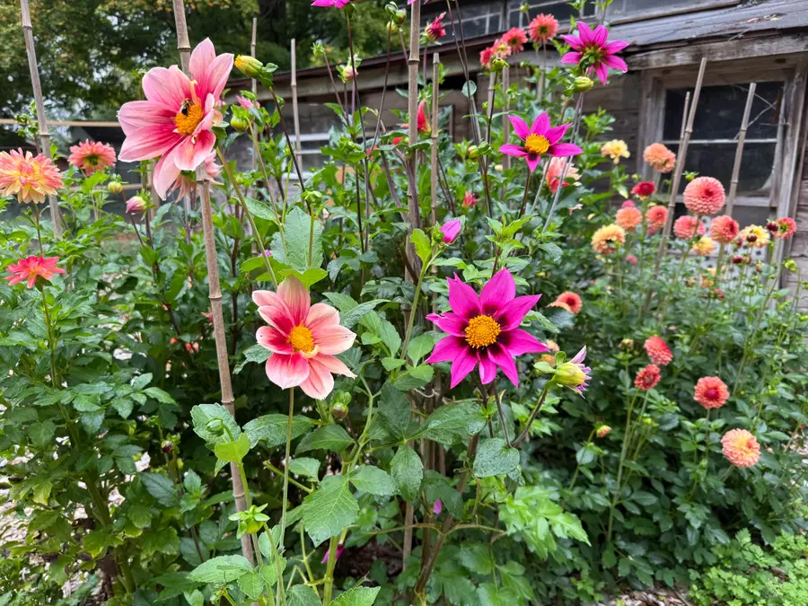 3017 Old Allegan Road, Fennville, MI 49408 - #3