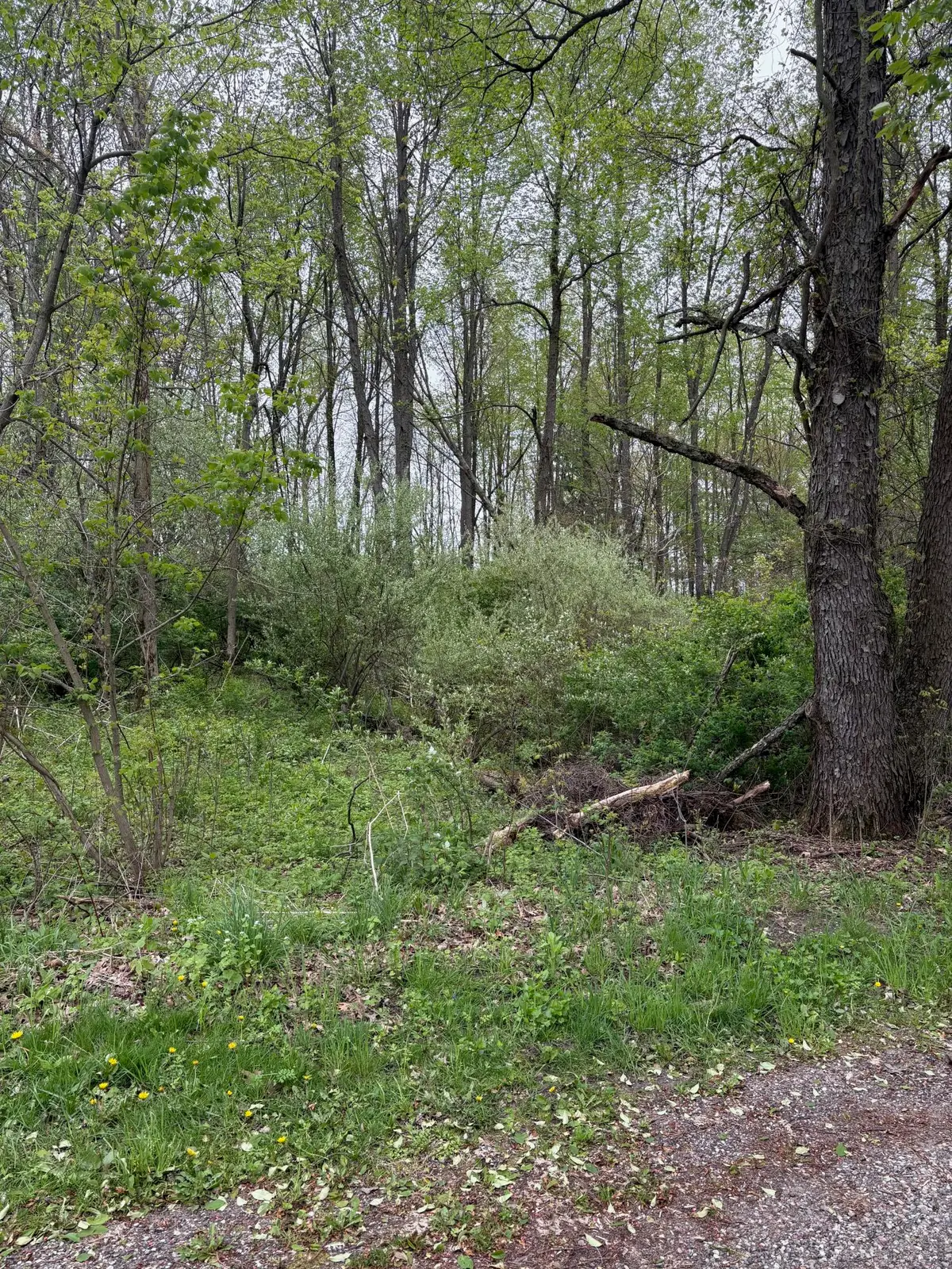 V/L W Quimby Road, Hastings, MI 49058 - #1