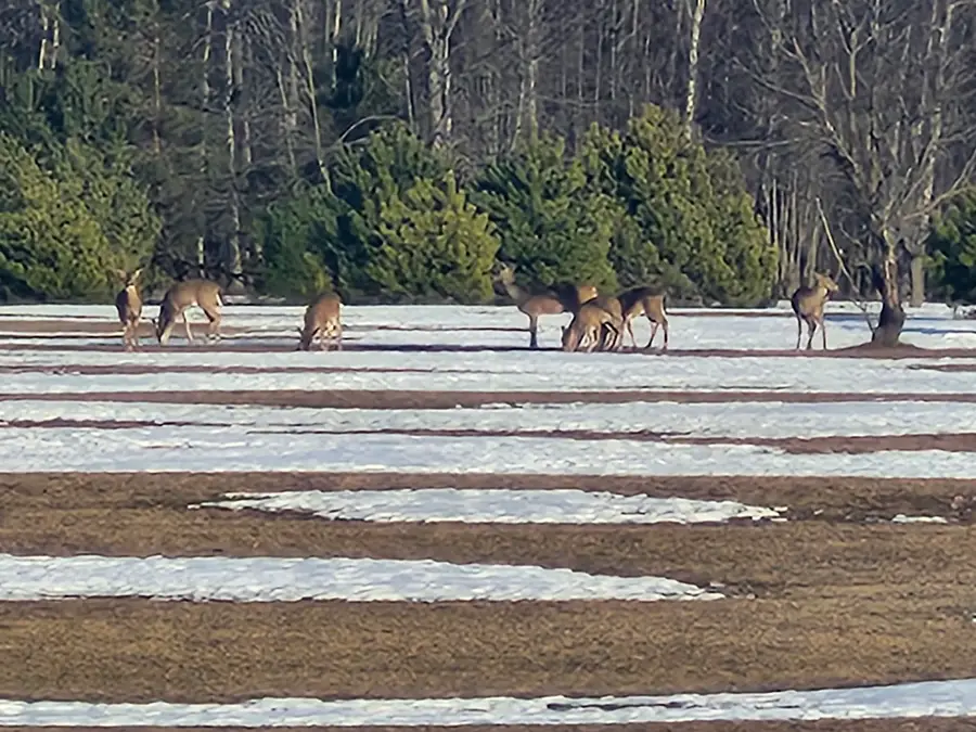 VL 5 acres 9 Mile Road, Kaleva, MI 49645 - #2