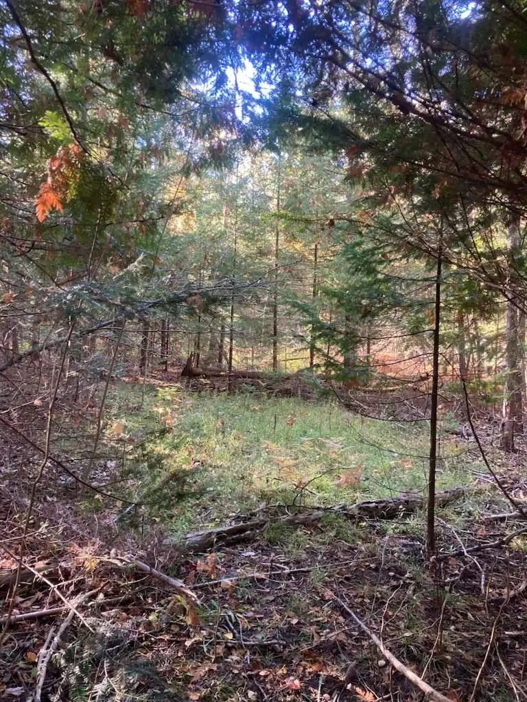 9165 Afton Road, Afton, MI 49705 - #3