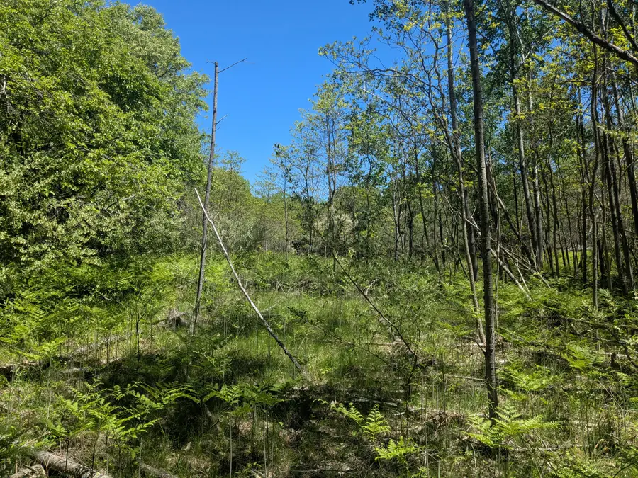 40ac V/L Clements Road, Kaleva, MI 49645 - #3