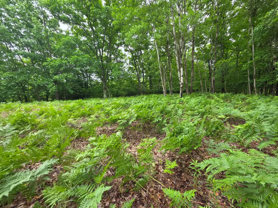 Madison Road, Hesperia, MI 49421 - #2