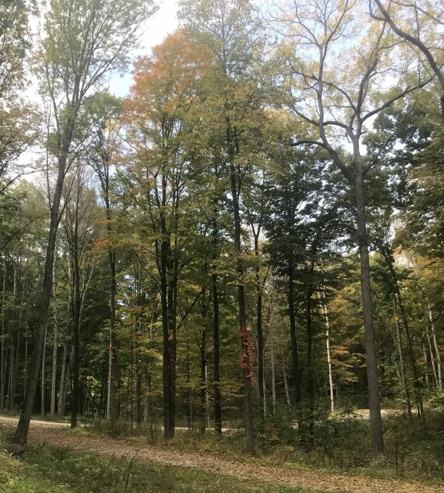 2996 Court Drive Se, Lowell, MI 49331 - #3