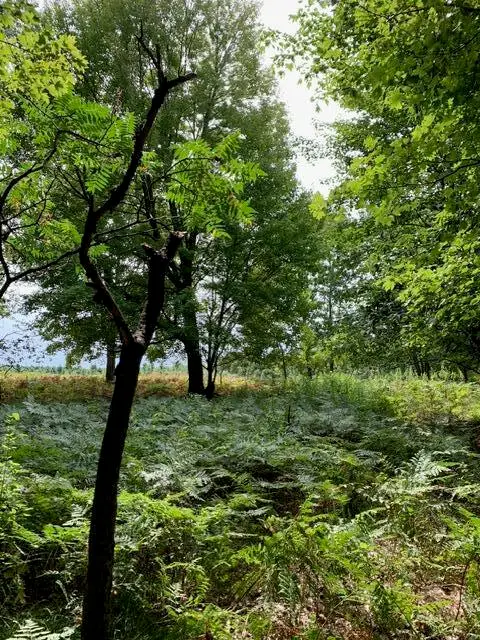 Wildwood Trail #Lot A, Manistee, MI 49660 - #2
