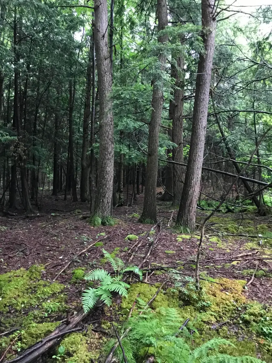 Old State Road, Johannesburg, MI 49751 - #3