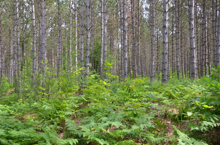 Marsh Road, Fife Lake, MI 49633 - #2
