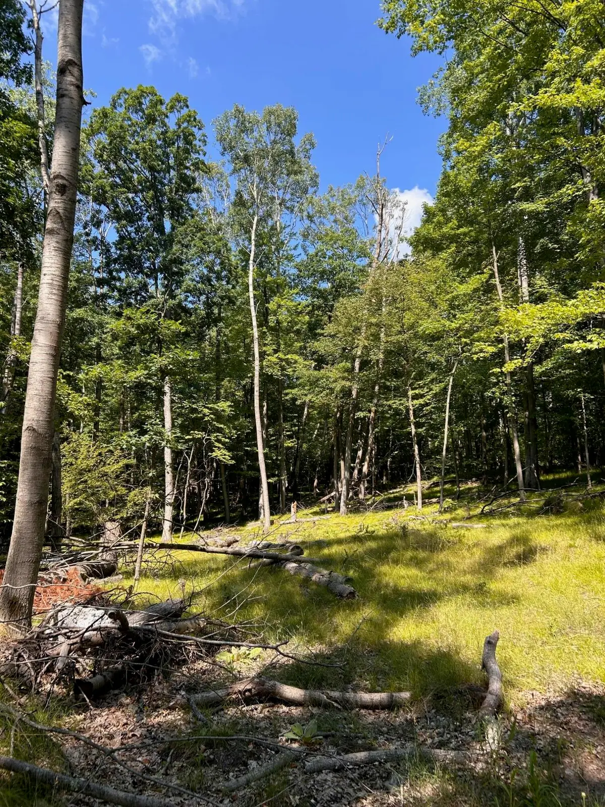 11992 Cheyenne Wells Trail, Canadian Lakes, MI 49346 - #1