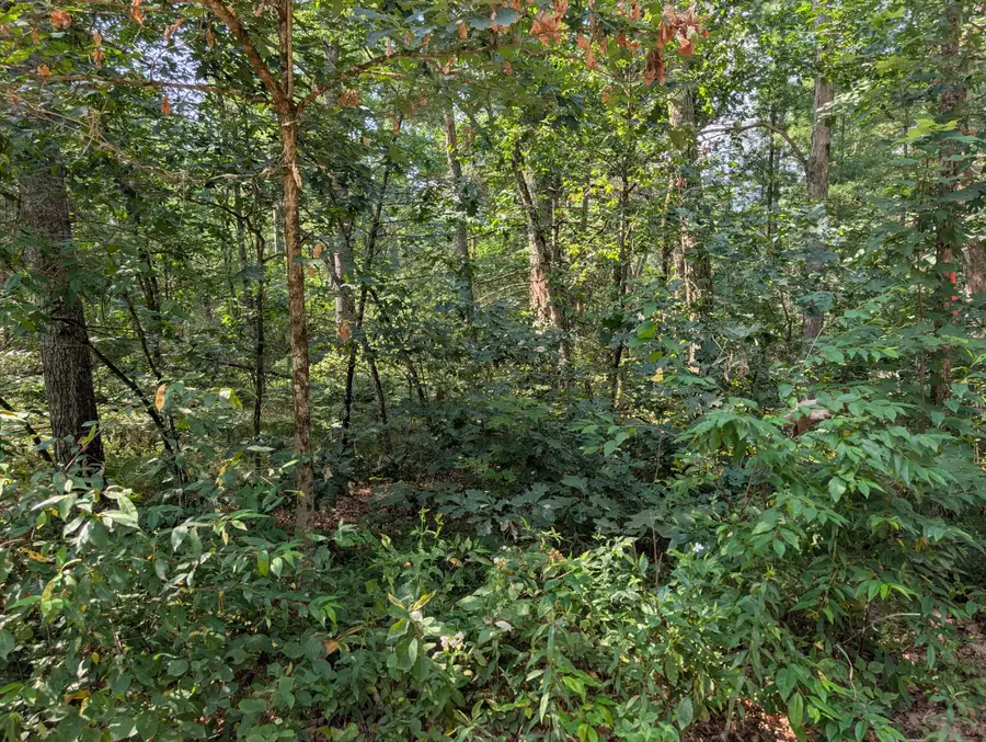 Lewis Street, Baldwin, MI 49304 - #2