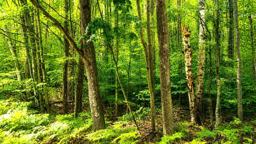 E Hillview Trail, Reed City, MI 49677 - #3