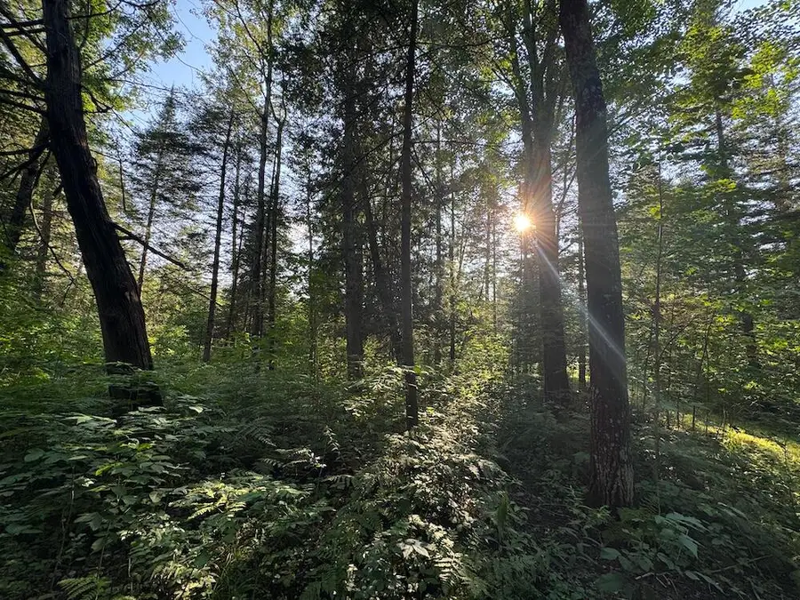 Channel Lake Road, West Branch, MI 48661 - #2