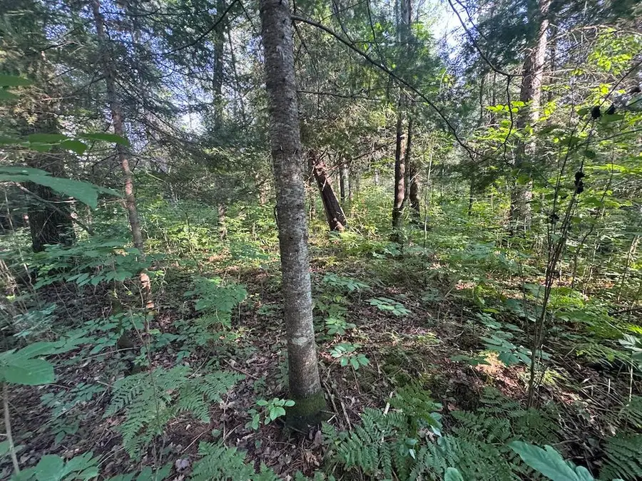 Channel Lake Road, West Branch, MI 48661 - #3