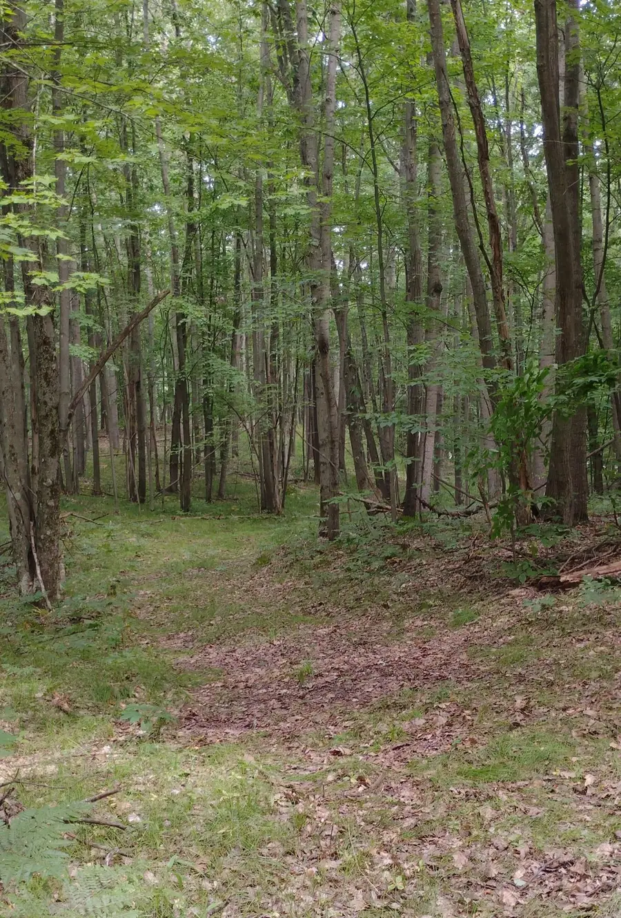 3+/- Acres S Frank Smith Road, Chase, MI 49623 - #3