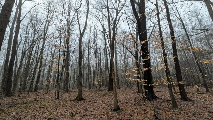 Tuttle Hill Road, Willis, MI 48191 - #3