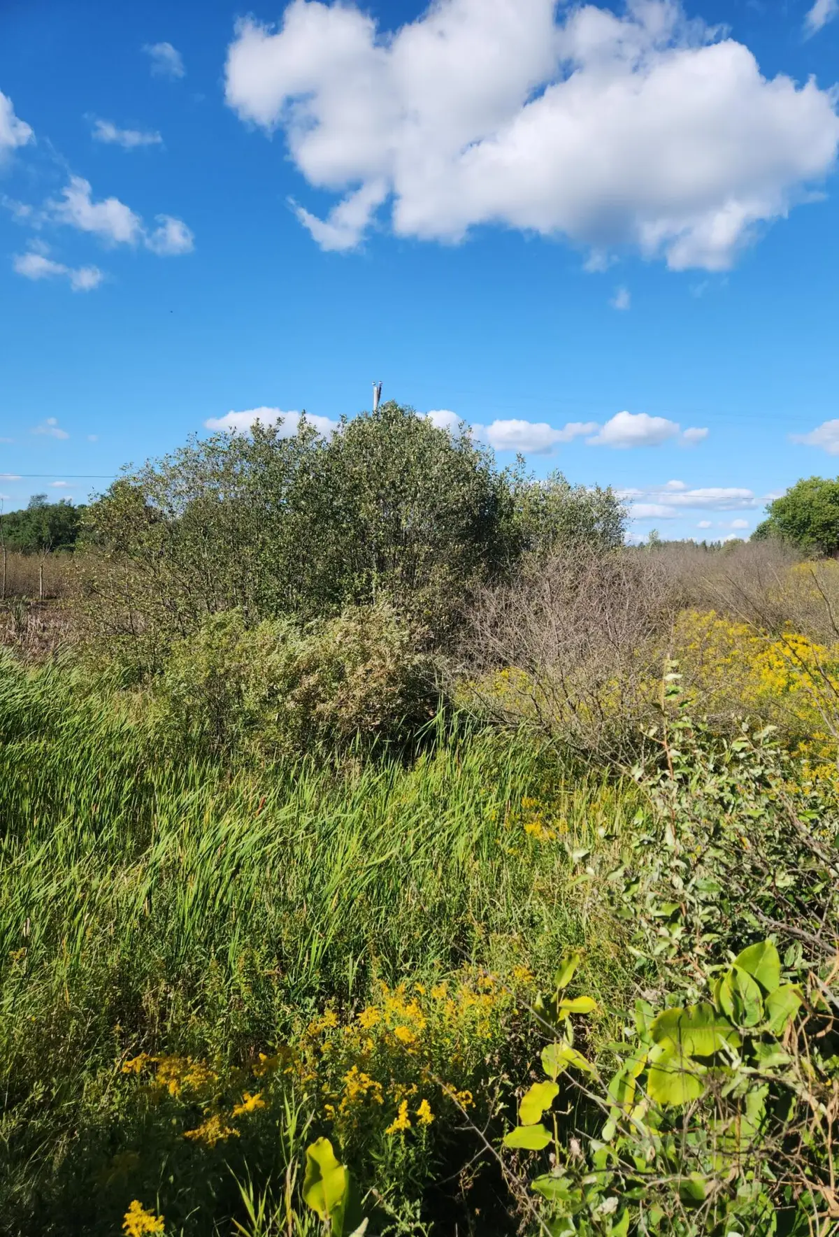 00 18 Mile Road, Leroy, MI 49655 - #1