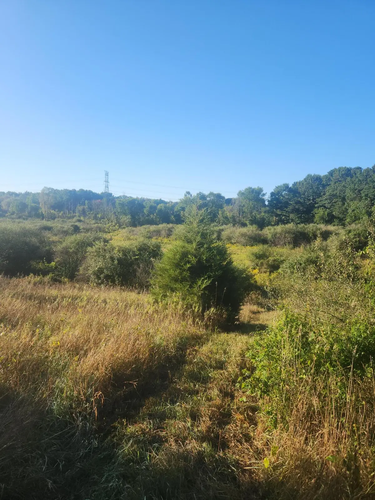 V/l Wise Road, Sheridan, MI 48884 - #1