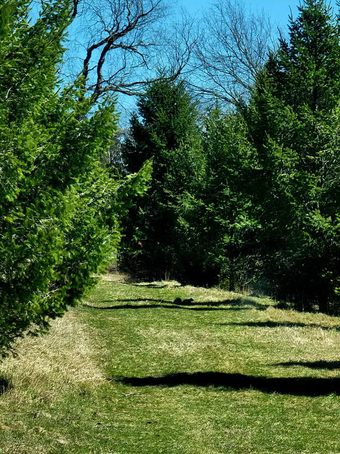 V/L Bischoff Road, Arcadia, MI 49613 - #3